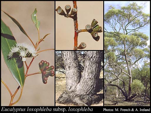Photograph of Eucalyptus loxophleba Benth. subsp. loxophleba