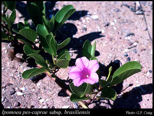 Photograph of Ipomoea pes-caprae subsp. brasiliensis (L.) Ooststr.