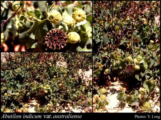 Photograph of Abutilon indicum var. australiense Britten