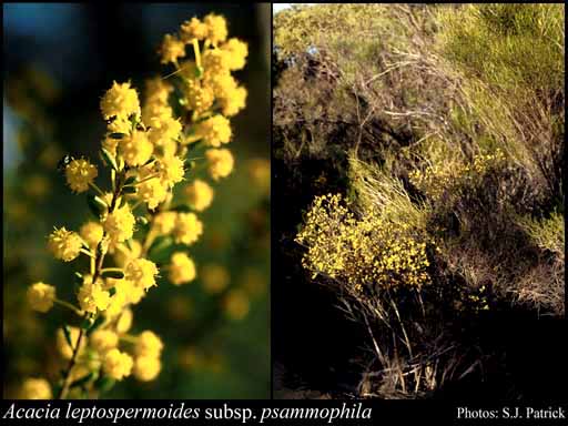 Photograph of Acacia leptospermoides subsp. psammophila (E.Pritz.) Maslin