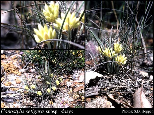 Photograph of Conostylis setigera subsp. dasys Hopper