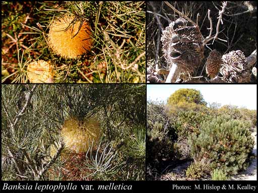 Photo of Banksia leptophylla var. melletica A.S.George