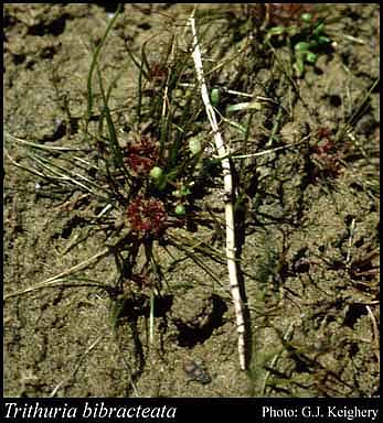 Photograph of Trithuria bibracteata D.A.Cooke