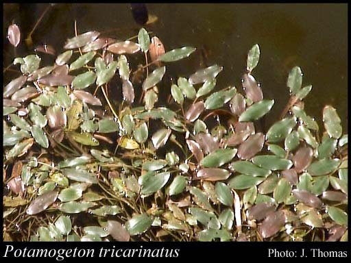 Photograph of Potamogeton tricarinatus F.Muell. & A.Benn.
