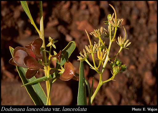 Photograph of Dodonaea lanceolata F.Muell. var. lanceolata