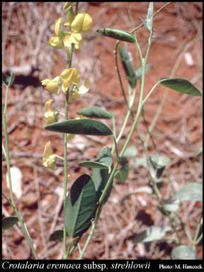 Photograph of Crotalaria eremaea subsp. strehlowii (E.Pritz.) A.T.Lee