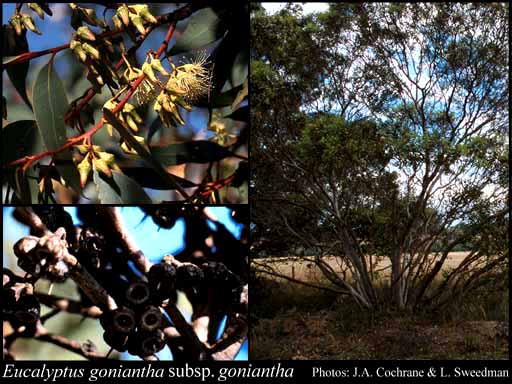 Photograph of Eucalyptus goniantha Turcz. subsp. goniantha