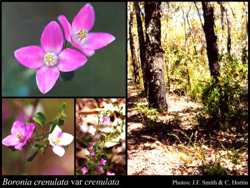 Photograph of Boronia crenulata Sm. subsp. crenulata var. crenulata