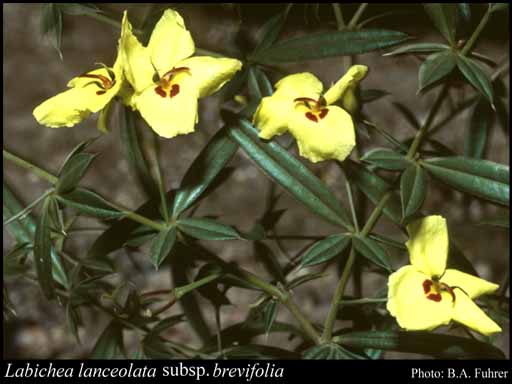 Photograph of Labichea lanceolata subsp. brevifolia (Meisn.) J.H.Ross