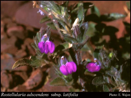 Photograph of Rostellularia adscendens var. latifolia (Domin) R.M.Barker