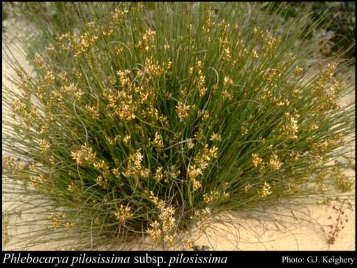 Photograph of Phlebocarya pilosissima (F.Muell.) Benth. subsp. pilosissima