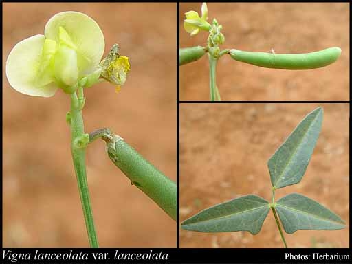Photograph of Vigna lanceolata Benth. var. lanceolata