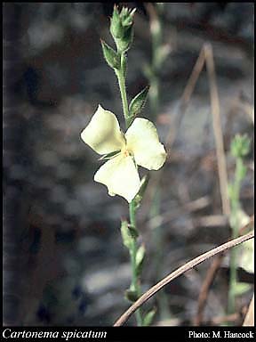 Photograph of Cartonema spicatum R.Br.