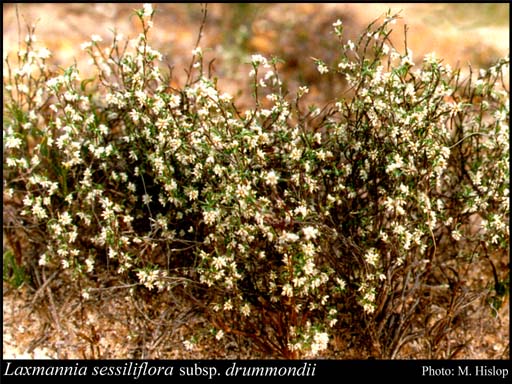 Photograph of Laxmannia sessiliflora subsp. drummondii Keighery