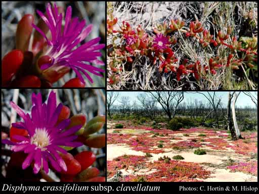 Photo of Disphyma crassifolium subsp. clavellatum (Haw.) Chinnock