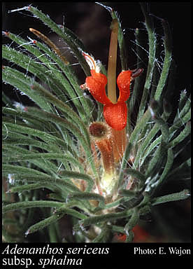 Photograph of Adenanthos sericeus subsp. sphalma E.C.Nelson