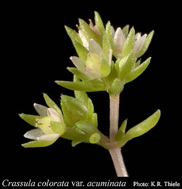 Photograph of Crassula colorata var. acuminata (Reader) Toelken