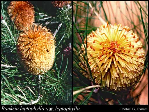 Photograph of Banksia leptophylla A.S.George var. leptophylla