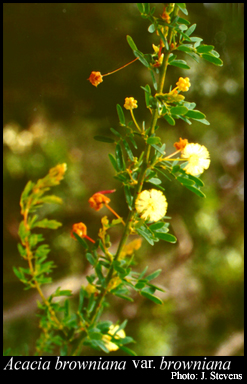 Photograph of Acacia browniana H.L.Wendl. var. browniana