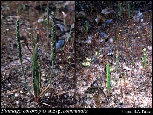 Photograph of Plantago coronopus subsp. commutata (Guss.) Pilger