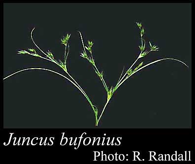 Photo of Juncus bufonius L.
