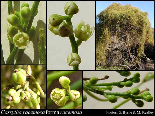 Photograph of Cassytha racemosa Nees forma racemosa