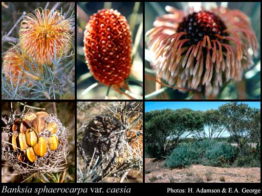 Photograph of Banksia sphaerocarpa var. caesia A.S.George