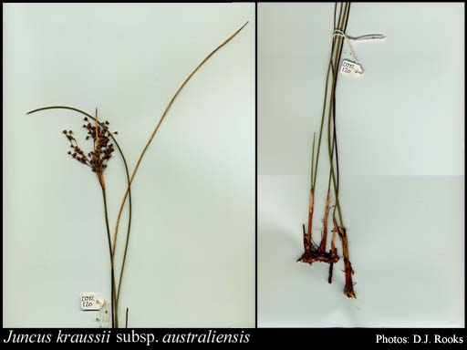 Photo of Juncus kraussii subsp. australiensis (Buchenau) Snogerup