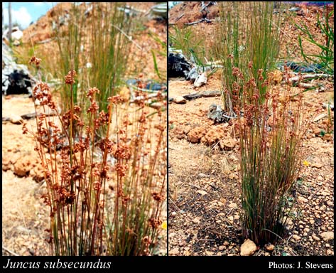 Photograph of Juncus subsecundus N.A.Wakef.