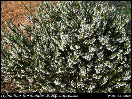 Photo of Hybanthus floribundus subsp. adpressus E.M.Benn.