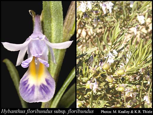Photo of Hybanthus floribundus (Lindl.) F.Muell. subsp. floribundus