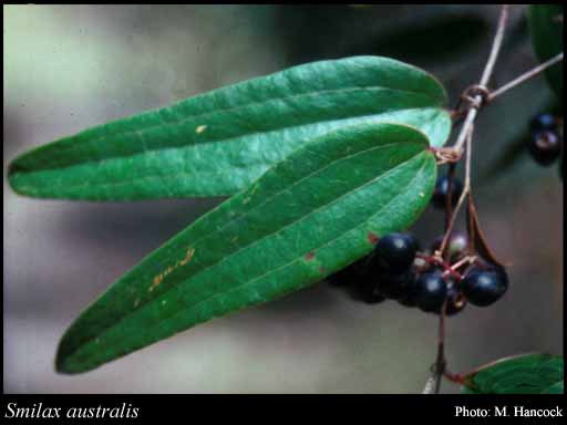 Photograph of Smilax australis R.Br.