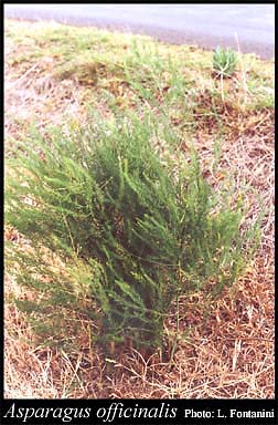 Photo of Asparagus officinalis L.