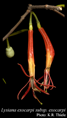 Photograph of Lysiana exocarpi (Behr) Tiegh. subsp. exocarpi