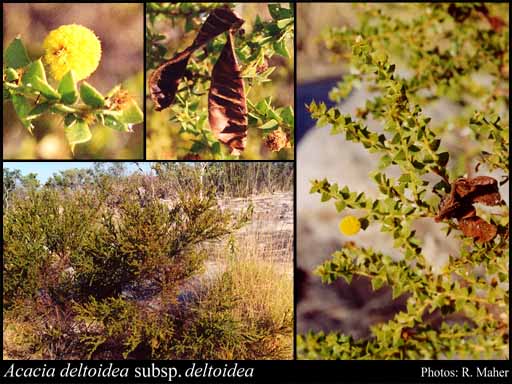 Photograph of Acacia deltoidea G.Don subsp. deltoidea