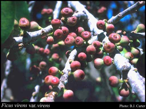 Photograph of Ficus virens Aiton var. virens