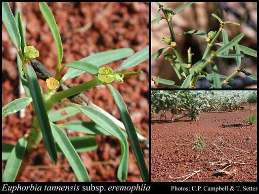 Photograph of Euphorbia tannensis subsp. eremophila (A.Cunn.) Hassall
