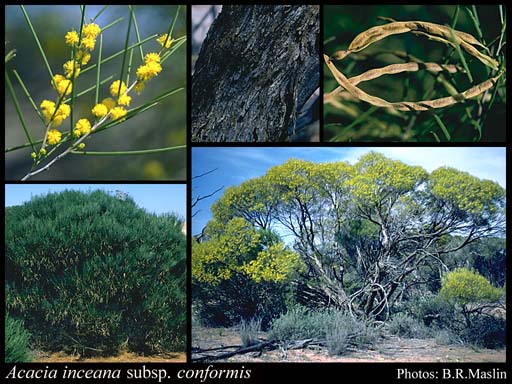 Photograph of Acacia inceana subsp. conformis R.S.Cowan & Maslin