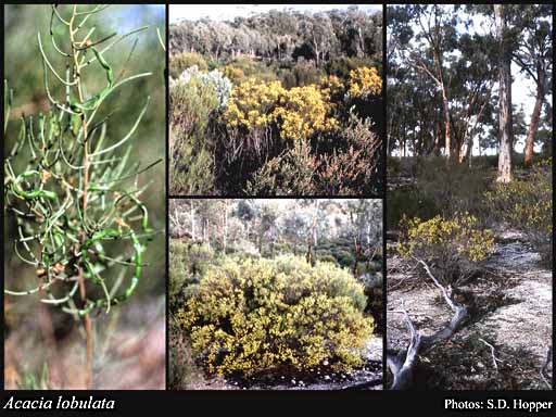 Photograph of Acacia lobulata R.S.Cowan & Maslin