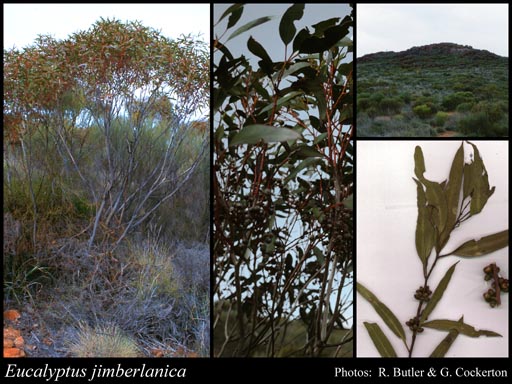 Photograph of Eucalyptus jimberlanica L.A.S.Johnson & K.D.Hill