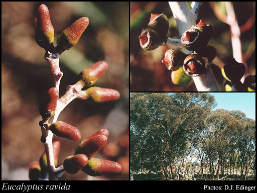 Photograph of Eucalyptus ravida L.A.S.Johnson & K.D.Hill