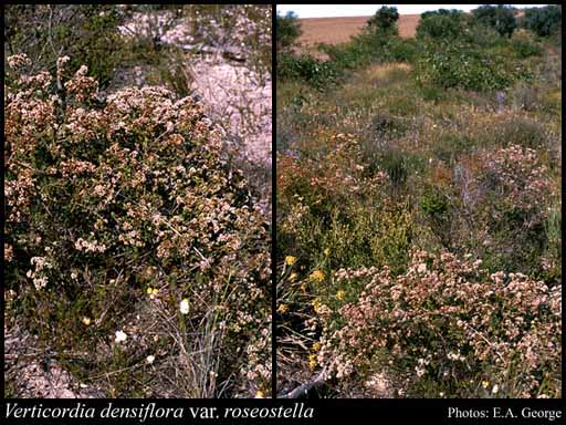 Photograph of Verticordia densiflora var. roseostella A.S.George