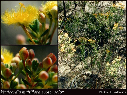 Photograph of Verticordia multiflora subsp. solox A.S.George
