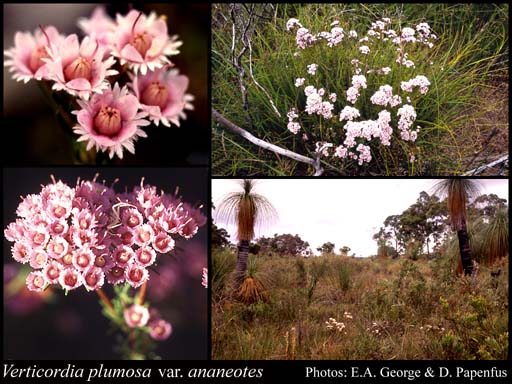 Photograph of Verticordia plumosa var. ananeotes A.S.George