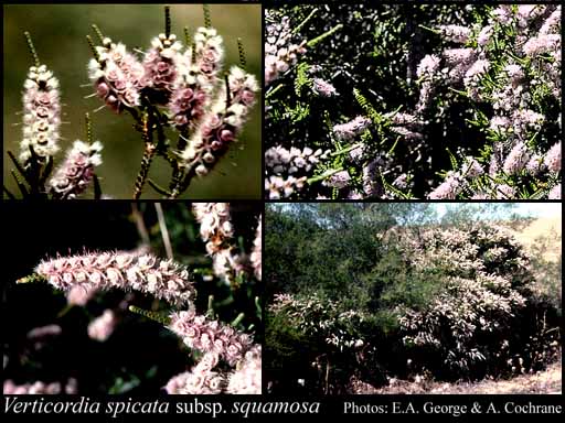 Photograph of Verticordia spicata subsp. squamosa A.S.George