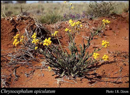 Photograph of Chrysocephalum apiculatum (Labill.) Steetz