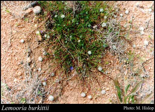 Photograph of Lemooria burkittii (Benth.) P.S.Short