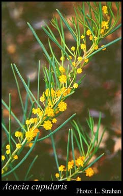 Photograph of Acacia cupularis Domin