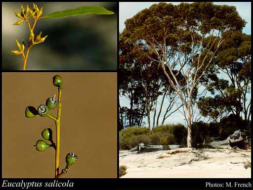 Photograph of Eucalyptus salicola Brooker