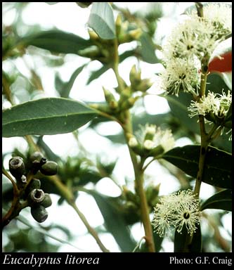 Photograph of Eucalyptus litorea Brooker & Hopper